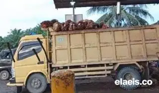 Keuntungan Petani Sawit di Awal Februari Turun Menjadi Segini