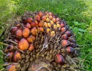 Permintaan CPO Meningkat, Harga Sawit di Sumsel Ikut Terdongkrak
