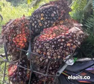 Naik Tipis, Segini Harga TBS Sawit Jambi Periode 16-22 Februari 2024
