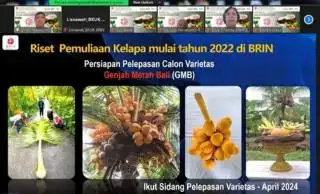 Perakitan Varietas Unggul Palma Selain Sawit Masih Minim, BRIN Genjot Riset