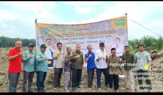 200 Hektar Kebun Sawit Peserta PSR di Siak Ditanami Padi Gogo