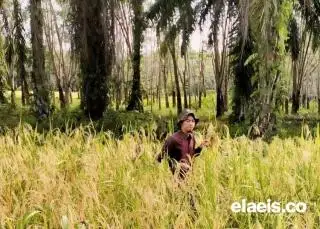 Dukung Petani di Bengkulu Membudidayakan Padi Gogo di Lahan Kelapa Sawit