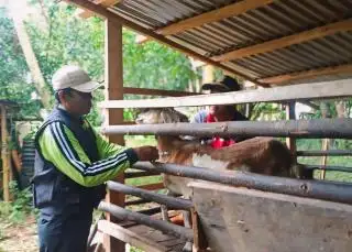 Rawan Terjangkit PMK, Petani Kelapa Sawit di Bengkulu Utara Diminta Vaksinasi Kambing