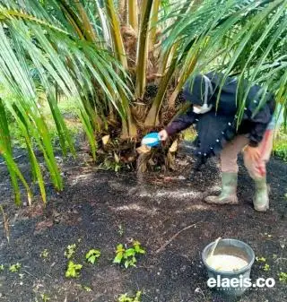 Pendapatan Bersih Petani Sawit di Bengkulu Rendah, Segini Besarannya!