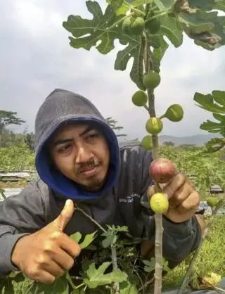 Petani Sawit di Bengkulu Jangan Malas Tanam Bibit Buah