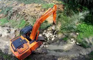 Pemkab Mukomuko Dampingi 4 Kelompok Tani Replanting Kebun Kelapa Sawit