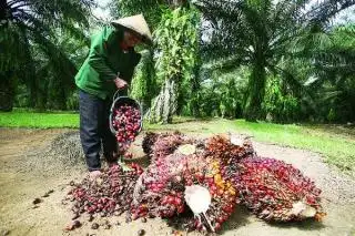Kenaikan Harga Sawit Tak Berarti bagi Petani di Mukomuko