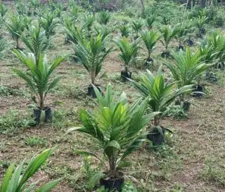 Pemilihan Bibit Kunci Keberhasilan Berkebun Kelapa Sawit