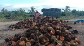 Harga CPO Turun, Petani Sawit di Sumut Ikut Menderita, Bah!