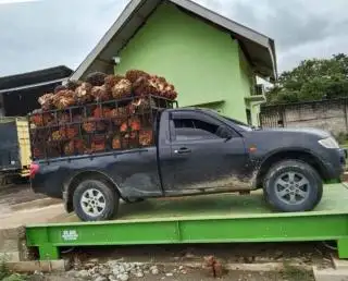 Potongan Penjualan TBS Kelapa Sawit Hanya Terjadi di Bengkulu, Daerah Lain Bagaimana?