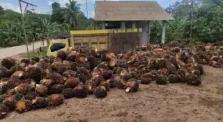 Harga Penetapan Disbun Kalteng Periode Pertama April Masih Moncer
