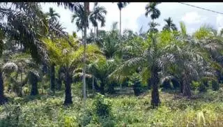 Kurang Perhatian, Petani Tanjung Jabung Timur Tidak Dapat PSR