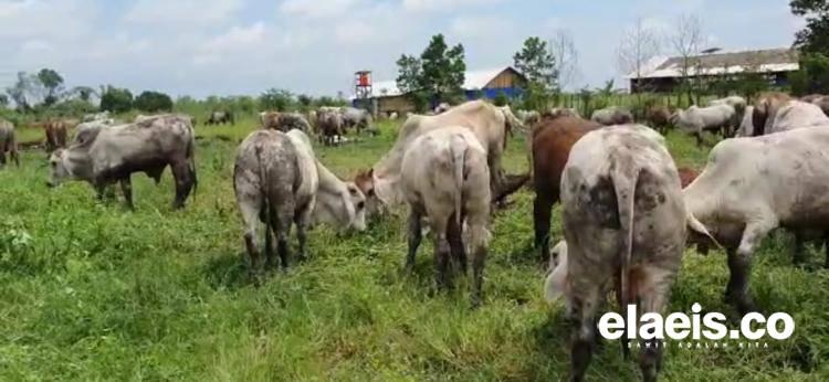 Mental Suka Impor, Merusak Lapangan Kerja