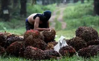 Pemerintah Provinsi Bengkulu Minta Tauke Sawit Waspadai Buah Curian