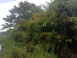 Diminta Petani Selamatkan Kebun PSR, Begini Respon Bupati Keerom