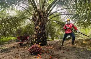 Atasi Kendala Biaya, Pemerintah Sudah Siapkan Bantuan Sertifikasi ISPO