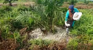 Petani Sawit Miskin Minta Bantuan Pupuk Subsidi