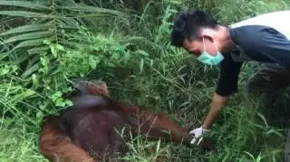 Tiru Diplomasi Panda Tiongkok, Malaysia Bakal Gunakan Hewan Ini untuk Diplomasi Sawit