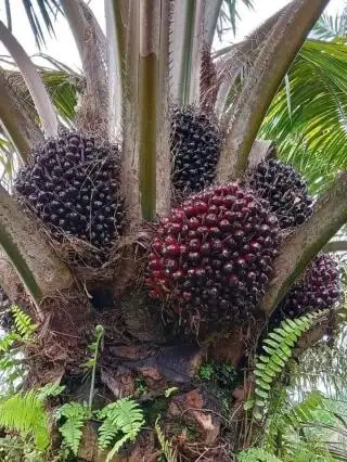 GAPKI Sumut Kembali Gelar IPOS Forum, Topiknya Sangat Serius