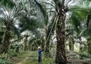 Ini Target Sinar Mas Terkait Petani Sawit dan NDPE di 4 Provinsi pada 2025
