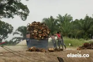Usai Anjlok Pekan lalu, Harga Sawit di Kalbar Merangkak Naik Periode Ini