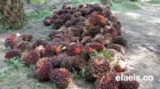 Merangkak Naik, Harga Sawit di Sumsel Rp2.723,62/Kg