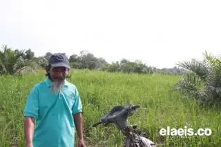 Tumpangsari Padi Gogo-Jagung di Tanaman Sawit Muda