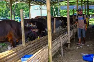 Masyarakat di 20 Daerah Dapat 1.012 Hewan Kurban dari Wilmar