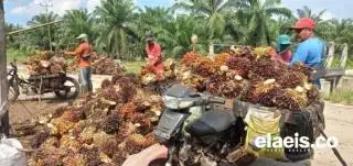Masih Meroket, Harga Sawit di Sumbar Rp2.972.88/Kg