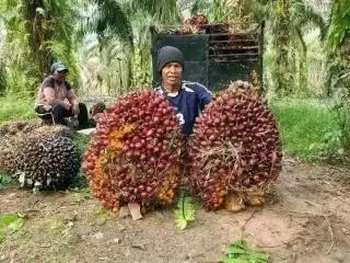 Faktor Ini yang Bikin Biaya Operasional Petani Sawit di Sumut Meningkat di Juni 2024