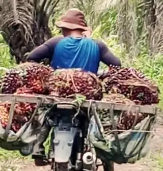 Pasbar Bakal Replanting di 750 Ha Kebun Sawit Rakyat