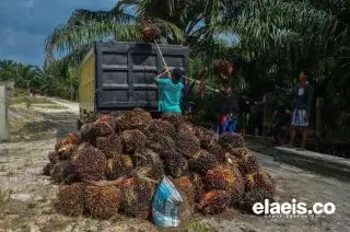 Kini, Pekebun Sawit di Siak Selevel Karyawan Perusahaan