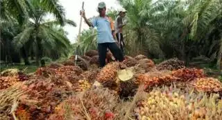 Harga TBS Sawit di Sumsel Periode I November 2024 Naik, Simak Daftarnya
