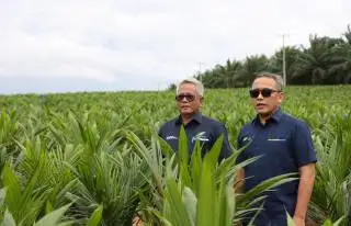 PTPN Inisiasi Program PSR Intercropping Padi Gogo, Pilot Project di Kebun Sawit Plasma di Siak