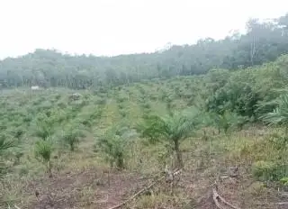 Perbaiki Tata Kelola Sawit, Kementerian ATR/BPN Diminta Segera Inventarisasi Tumpang Tindih Lahan