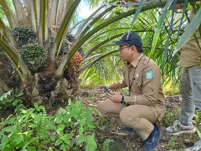 Harga TBS Kalbar Naik Tipis, Akhir Tahun Petani Sawit Terasa Makin Manis