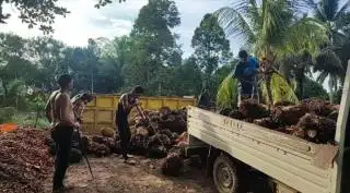 Plasma Anjlok, Harga TBS Sawit Swadaya di Sumut Justru Naik