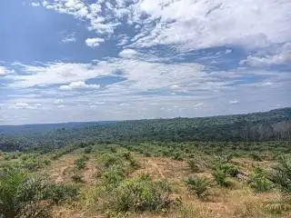 11.976 Hektar Kebun Sawit di Merangin Cocok untuk Pengembangan Padi Gogo