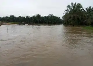 Dikepung Danau Dadakan, 200 Hektar Kebun Sawit Koppsa-M Tak Bisa Dipanen