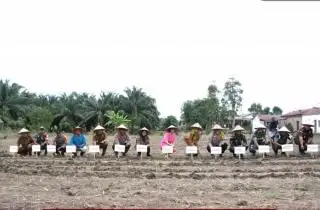 Luas Kebun Sawit Terbatas, Program Tumpang Sari Jagung di Pematangsiantar Tak Maksimal