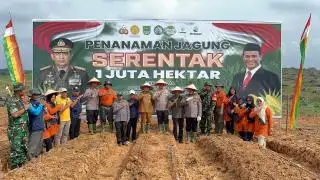Polres Rohul Targetkan Tumpang Sari Jagung di Lahan Sawit Seluas 70 Hektar