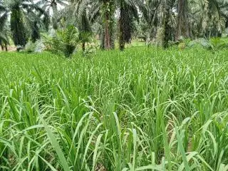 Usulan CPCL Padi Gogo di Aceh Timur Capai 806,24 Hektar