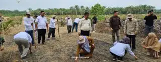 Koperasi Makmur Mandiri Tanam Perdana Padi Gogo di Lahan Peremajaan Sawit