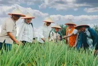Areal PSR PTPN IV Regional III di Siak Diproyeksikan Hasilkan 50 Ton Gabah