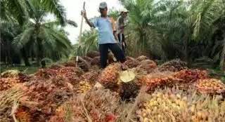 Naik, Harga TBS Sawit di Sumsel Ditetapkan Rp 3.464,78/Kg