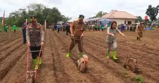 Lebih 2.000 Hektare Lahan Sawit di Belitung akan Ditanami Jagung Pola Tumpang Sari