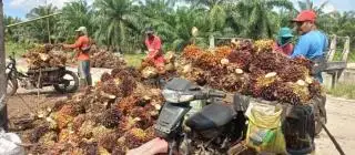 Turun Tipis, Harga TBS Sawit Plasma di Riau Ditetapkan Rp 3.689,73/Kg