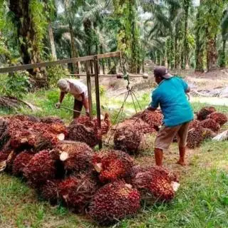 Produksi Turun Saat Harga TBS Sawit di Bengkulu Merangkak Naik