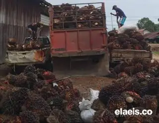 Harga TBS Sawit Petani Swadaya di Kabupaten/Kota Sumut Rata-rata Rp2.750 - Rp2.950/kg