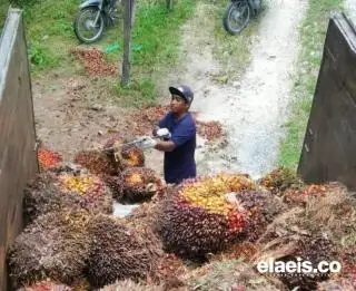 Masih Ditopang Sentimen Negatif, Harga CPO di Bursa Malaysia Tetap Jeblok